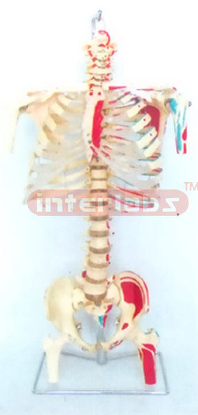 168 CM TALL, VERTEBRAE,THORAX, WITH BACK OCCIPITAL SPINAL, NERVES, DISC, PELVIS, HUMERUS & FEMUR ENDS AND RIGHT PAINTED MUSCLES ON LUXURY HANGING STAND.